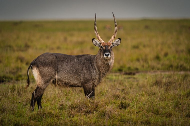 090 Masai Mara, waterbok.jpg